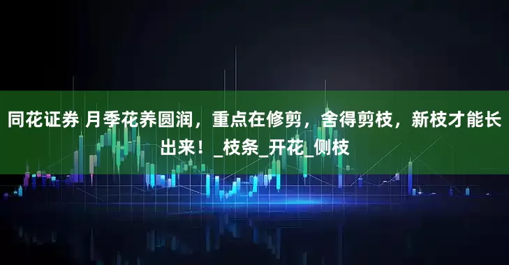 同花证券 月季花养圆润，重点在修剪，舍得剪枝，新枝才能长出来！_枝条_开花_侧枝